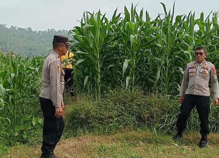 Ketahanan Pangan, Polres Ciamis Bareng Poktan Macan Nuggal Datangi Area Penanaman Jagung