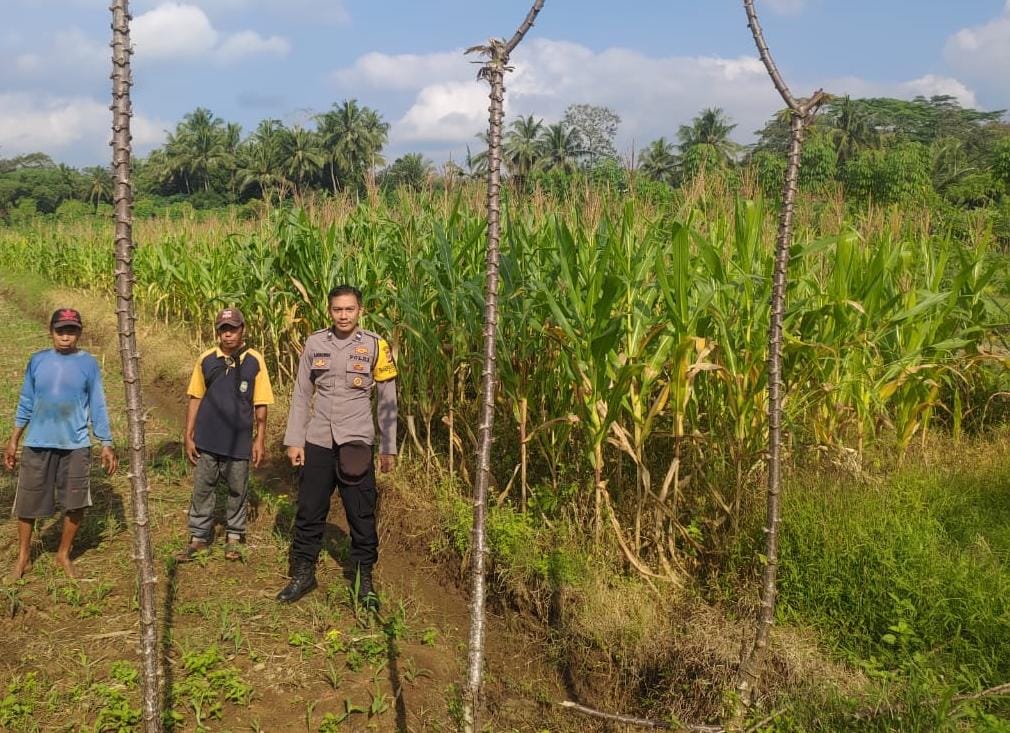 Ketahanan Pangan, Polsek Cijeungjing Polres Ciamis Ikut Pantau Pertanian Jagung Poktan Balebat