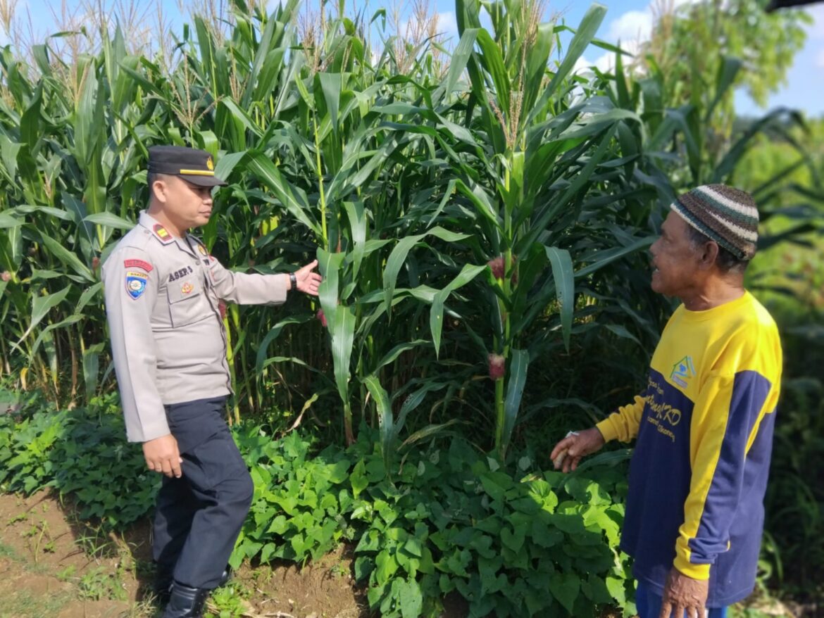 Ketahanan Pangan, Polsek Cikoneng Polres Ciamis Ikut Pantau Pertanian Jagung Poktan Sriwaringin