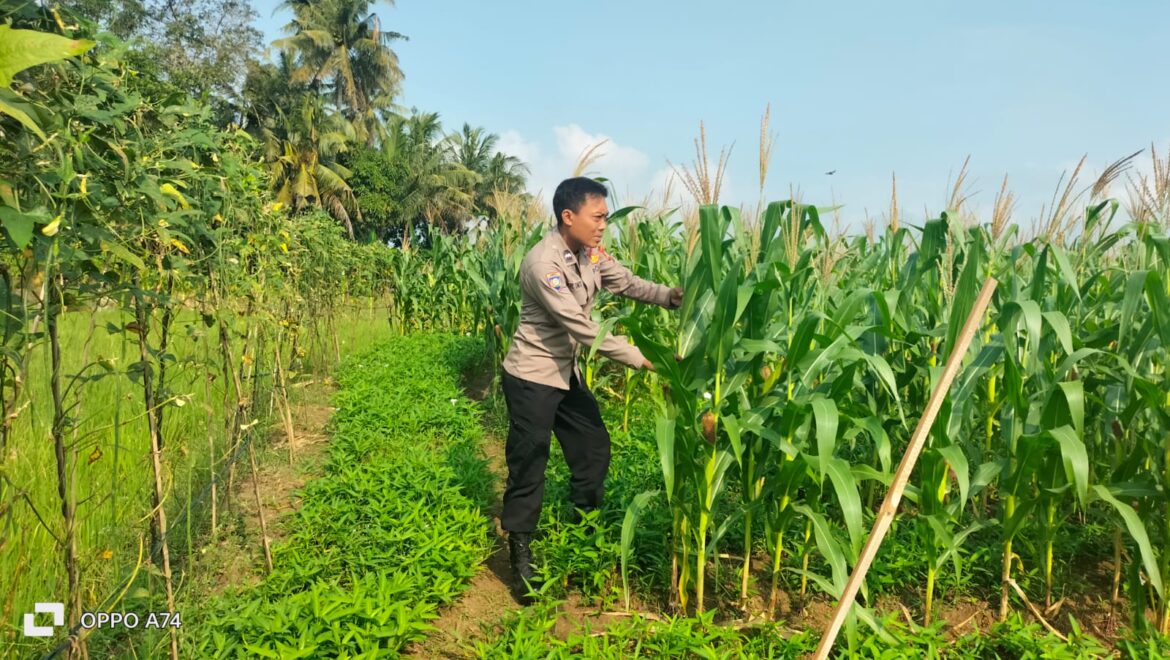 Ketahanan Pangan, Polsek Lakbok Polres Ciamis Ikut Pantau Pertanian Jagung Warga Sukanagara