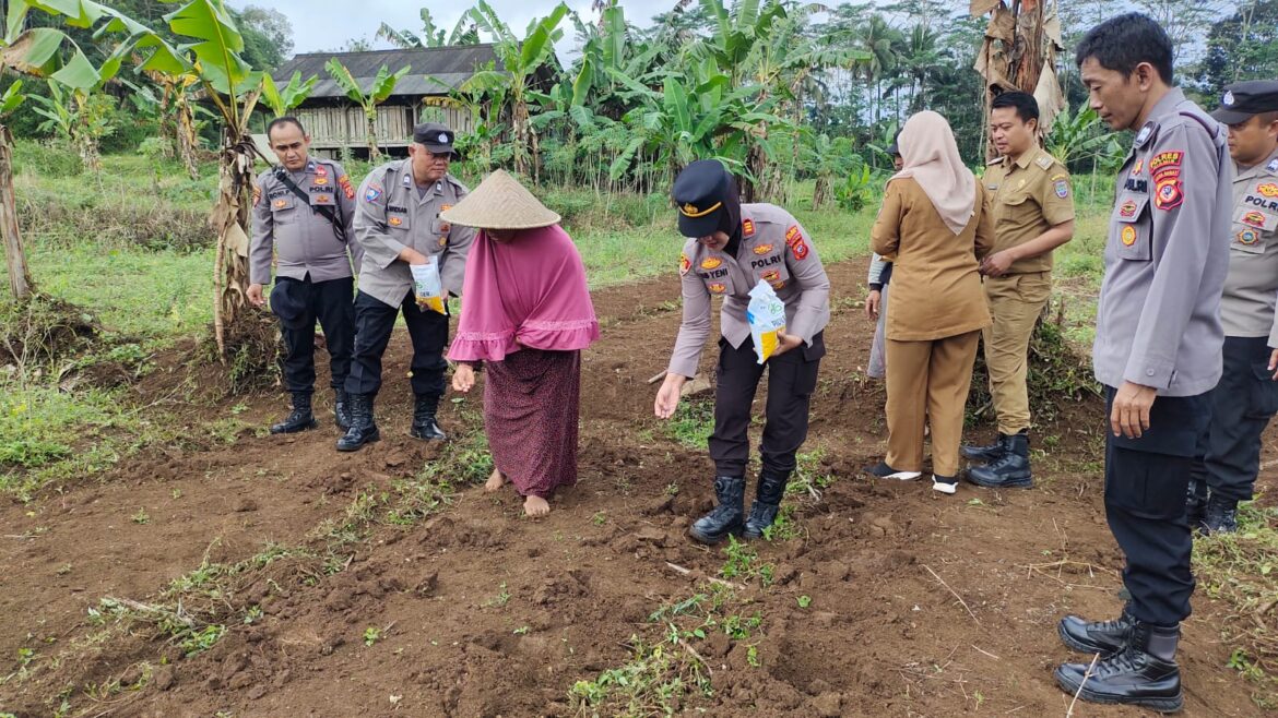 Ketahanan Pangan, Polsek Kawali Polres Ciamis Ikut Tanam Jagung Bareng Poktan Kencana Mekar