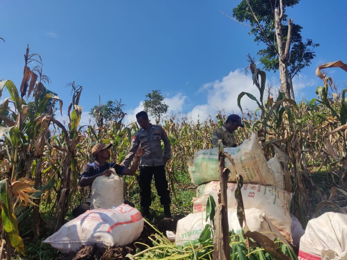 Ketahanan Pangan, Polsek Rancah Polres Ciamis Panen Jagung Bersama Poktan Sedasari