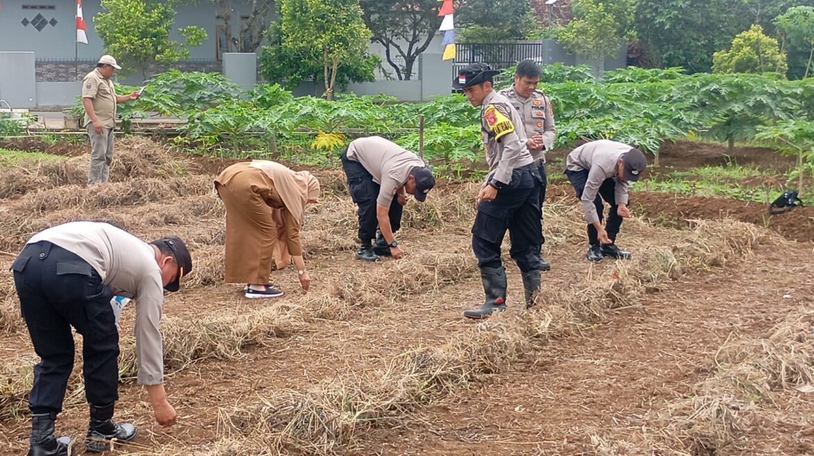 Ketahanan Pangan, Polsek Cikoneng Polres Ciamis Ikut Tanam Jagung Bareng Poktan Sri Waringin 1