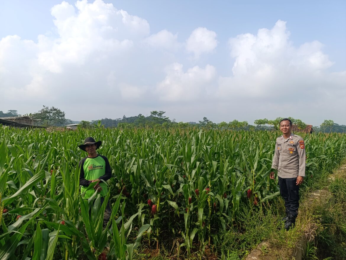 Ketahanan Pangan, Polsek Cikoneng Polres Ciamis Ikut Pantau Pertanian Jagung Poktan Parikesit