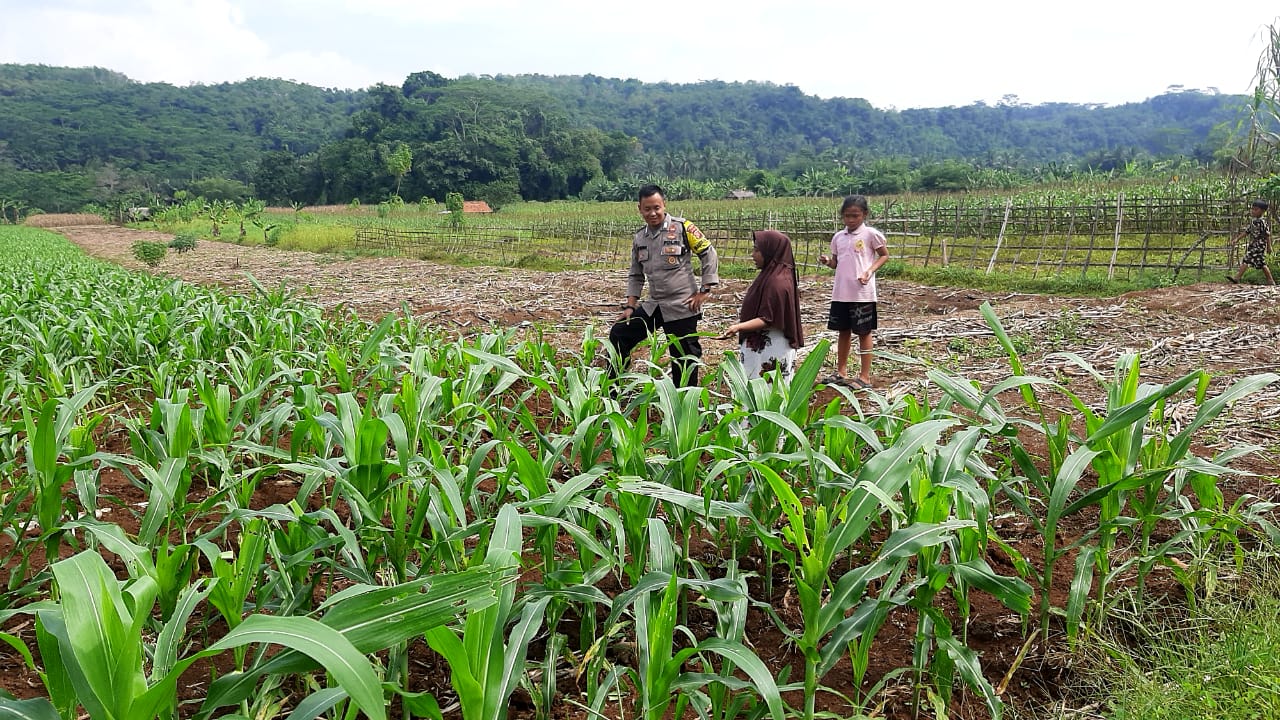 Bhabinkamtibmas Cijeungjing Dampingi Petani, Sukseskan Program Ketahanan Pangan Jagung