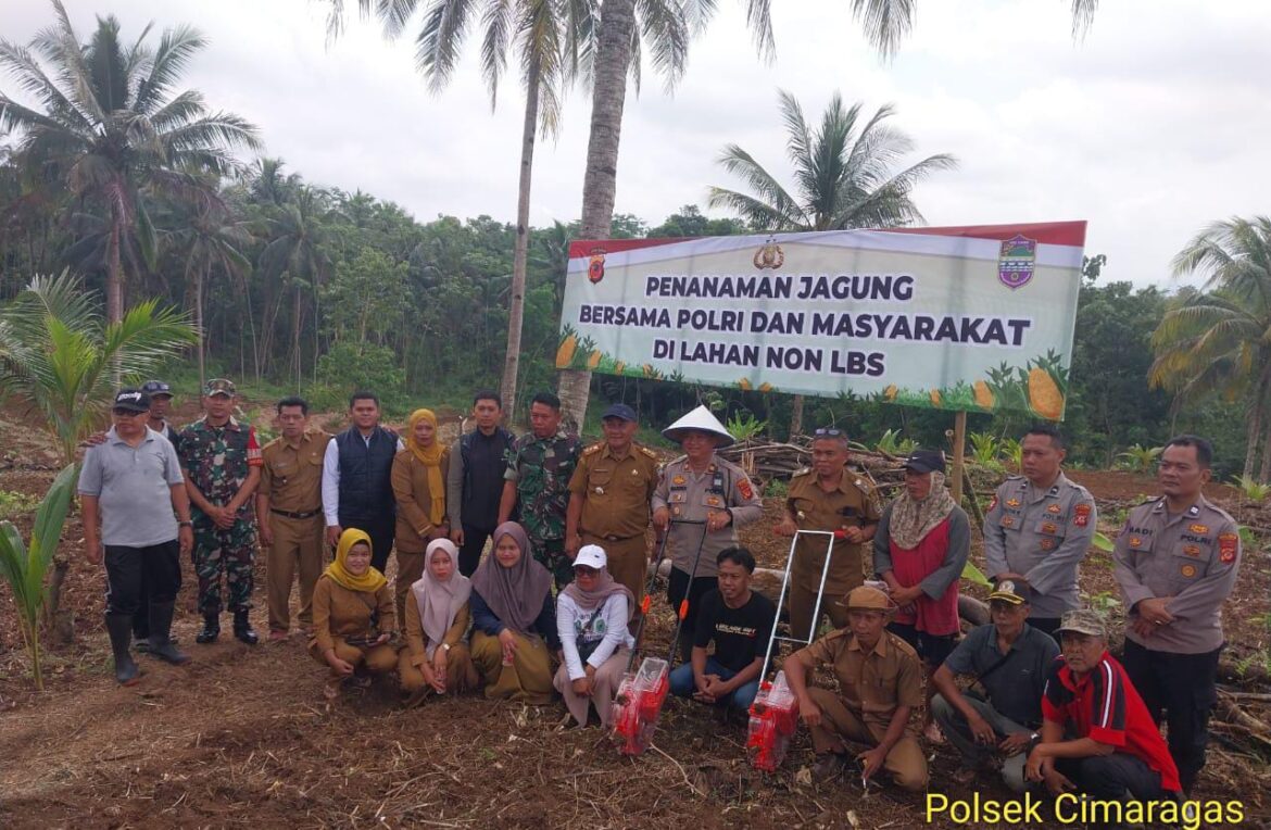 Ketahanan Pangan, Polsek Cimaragas Polres Ciamis Ikut Tanam Jagung Bareng BUMDes Binangkit Jaya