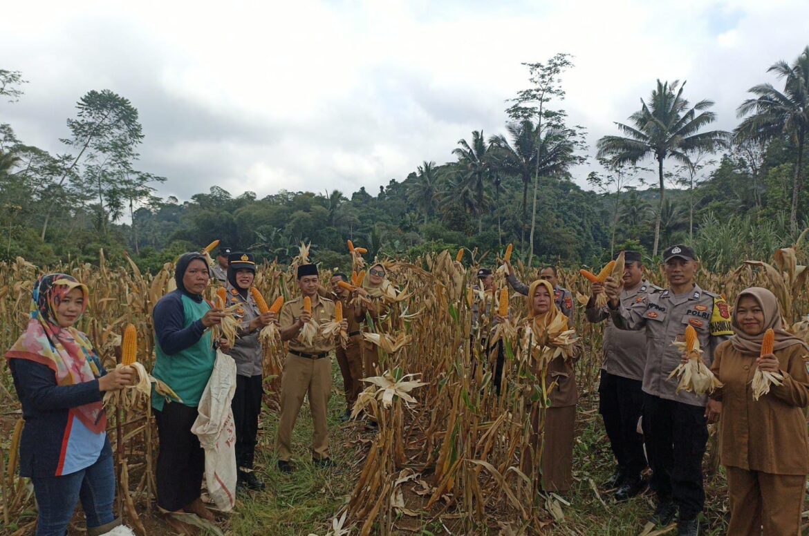 Ketahanan Pangan, Kapolsek Kawali Polres Ciamis Panen Jagung Bersama di Desa Dayeuhluhur