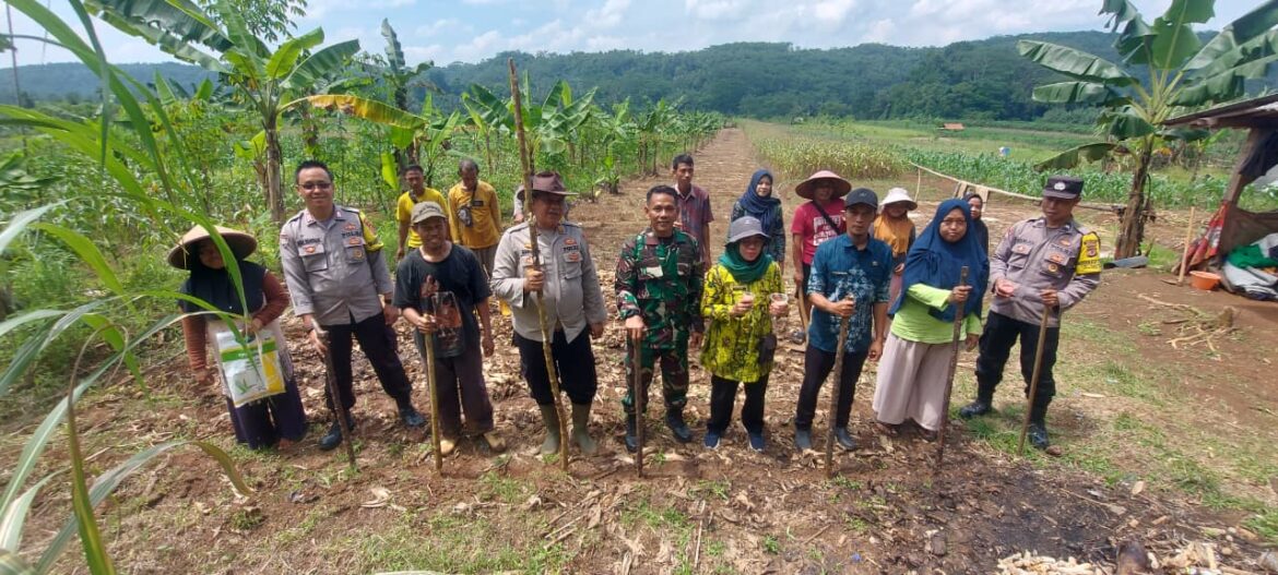 Ketahanan Pangan, Polsek Cijeungjing Polres Ciamis Ikut Tanam Jagung Bareng Poktan Saluyu 2