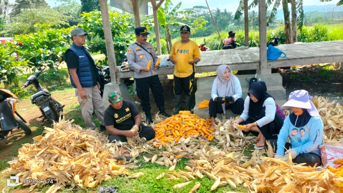 Ketahanan Pangan, Polsek Lakbok Polres Ciamis Ikut Panen Jagung Bersama Poktan Sidaurip