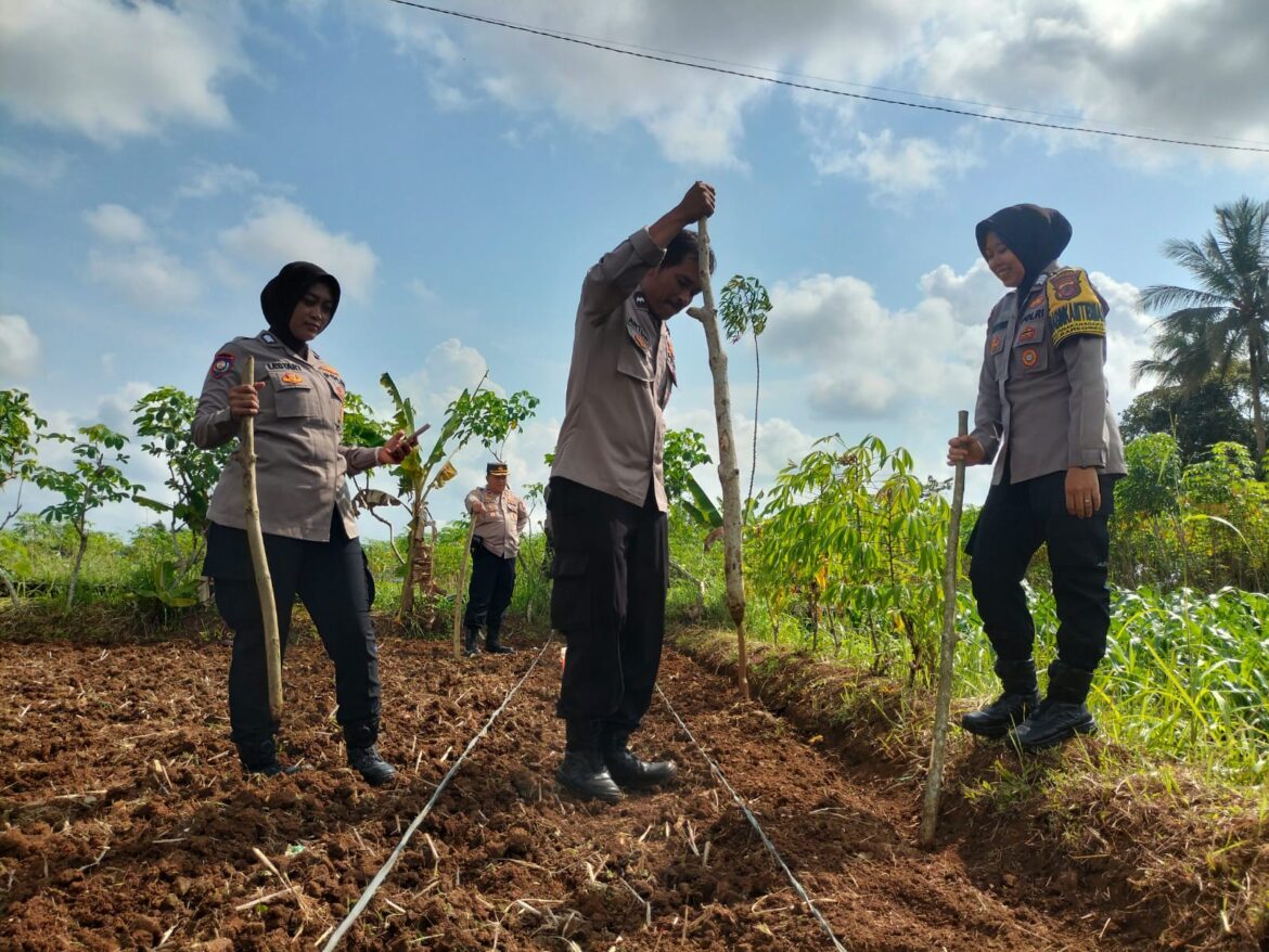 Ketahanan Pangan, Polres Ciamis Ikut Tanam Jagung Bareng Poktan Bungur Desa Panyingkiran