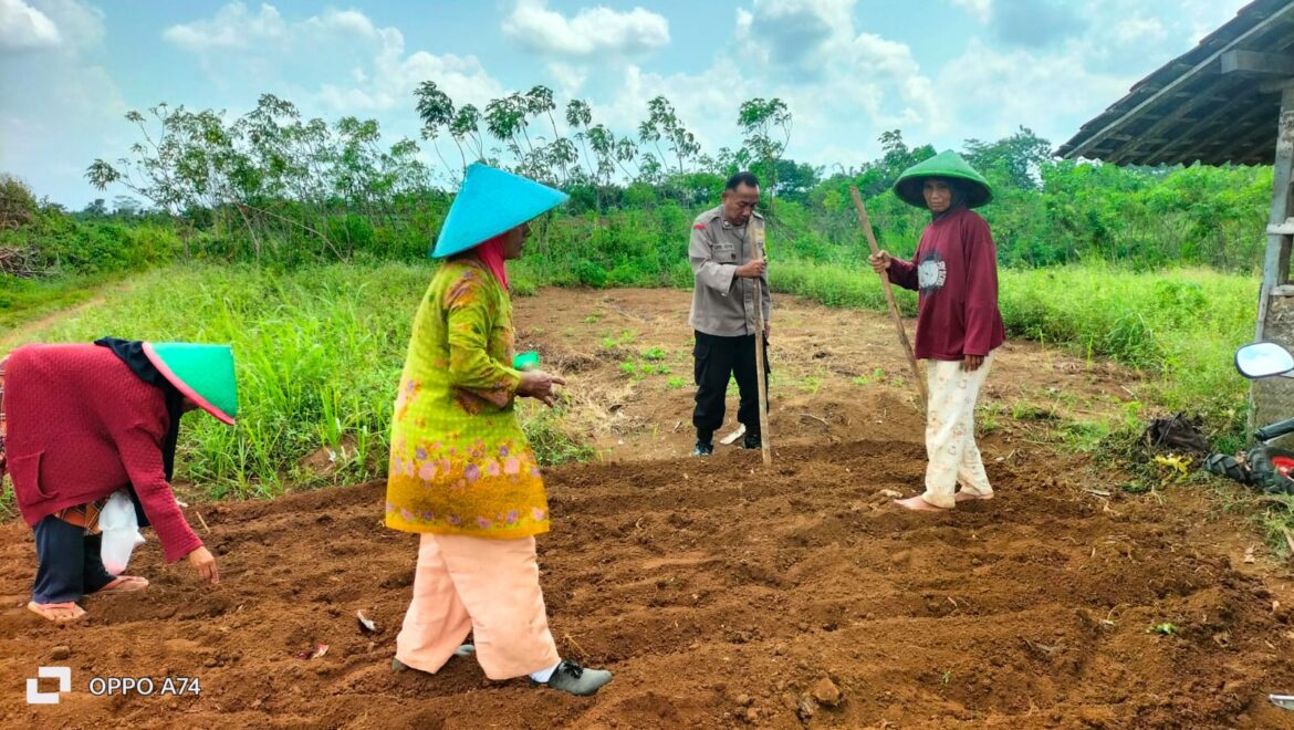 Ketahanan Pangan, Polres Ciamis Ikut Tanam Jagung Bareng Poktan Cipta Mukti Desa Padaringan