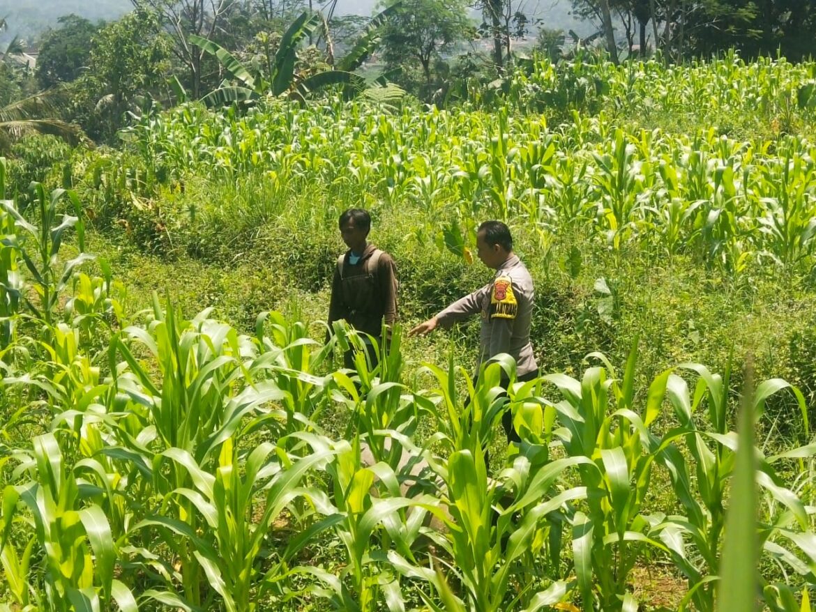 Dukung Hanpangan, Polres Ciamis Ikut Pantau Pertanian Jagung Warga Sukamanah