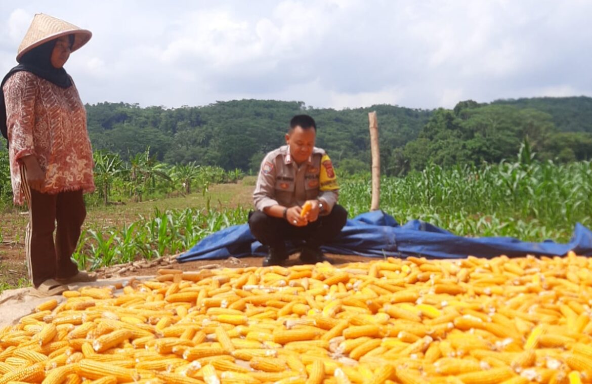 Ketahanan Pangan, Polsek Cijeungjing Polres Ciamis Panen Jagung Bersama Poktan Saluyu 2