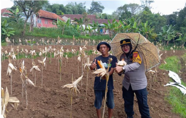 Polsek Dramaga Giat Panen Jagung Hibrida Gugus Tugas Polri Mendukung Ketahanan Pangan Asta Cita