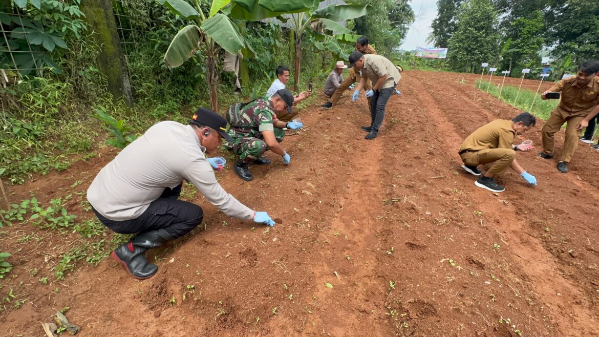 Polsek Tigaraksa Laksanakan Program Ketahanan Pangan Penanaman Jagung Hibrida 1 Desa 2 Hektar