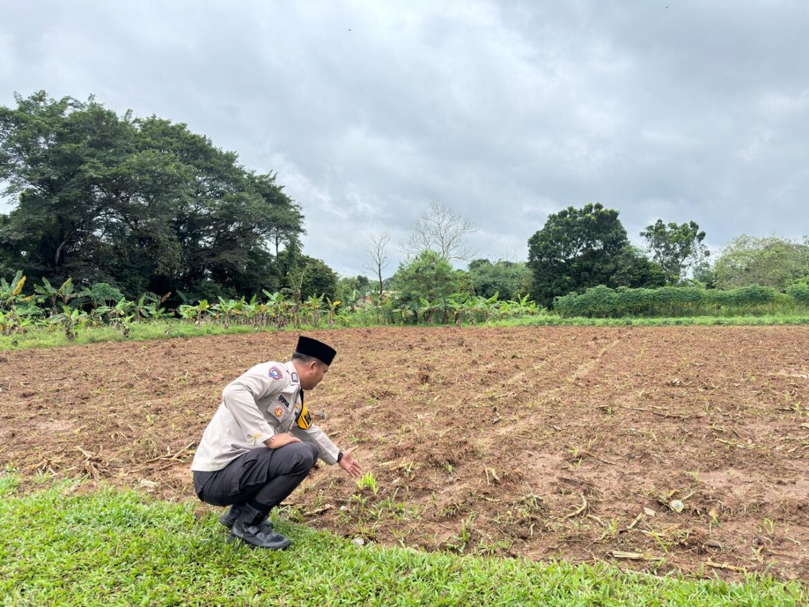 Polsek Panongan Pantau Perkembangan Jagung Hibrida 2 Hektar di Serdang Kulon