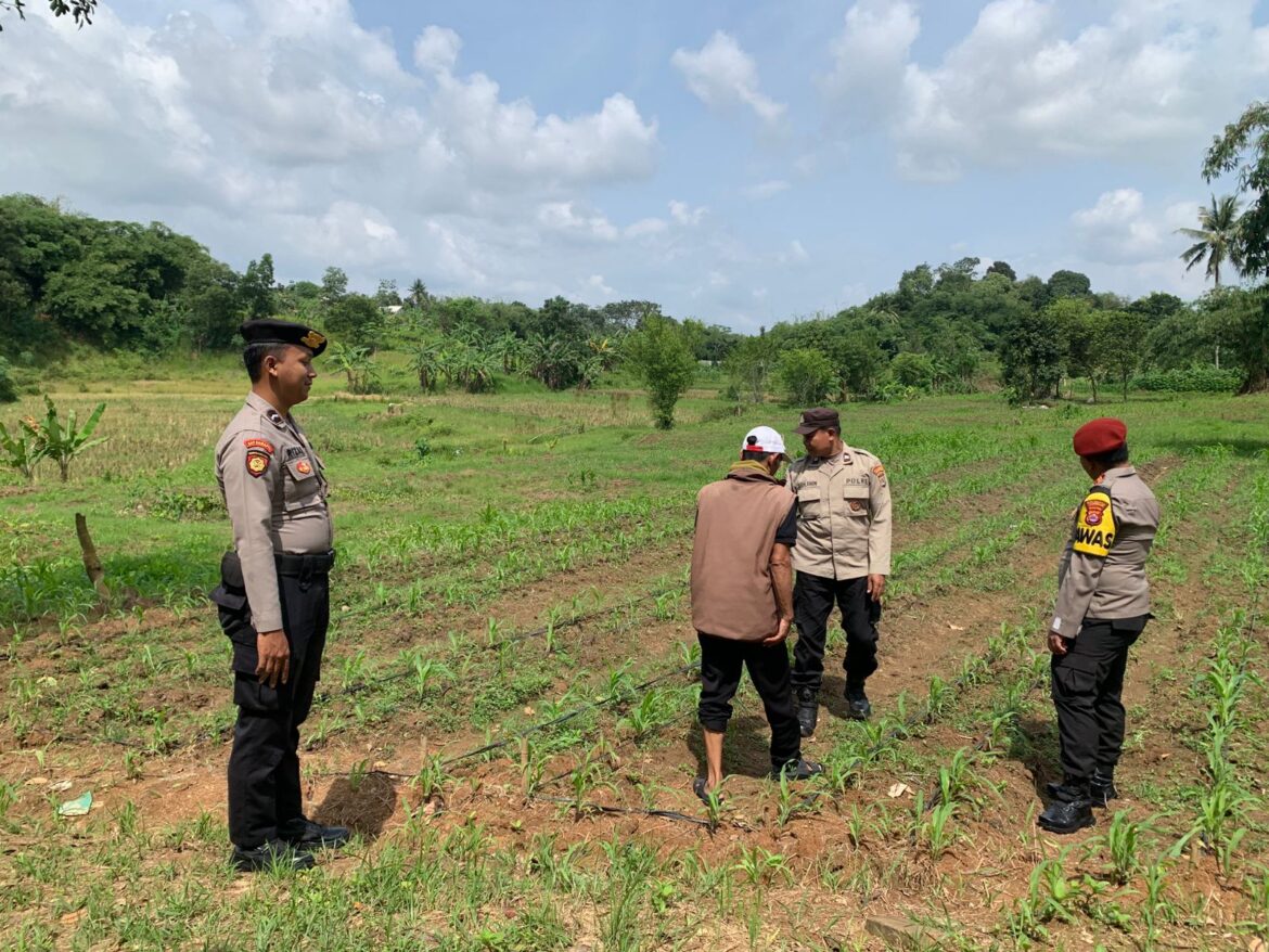 Polsek Tigaraksa Update Progres Tanam Jagung Program 1 Desa 2 Hektar di Desa Margasari