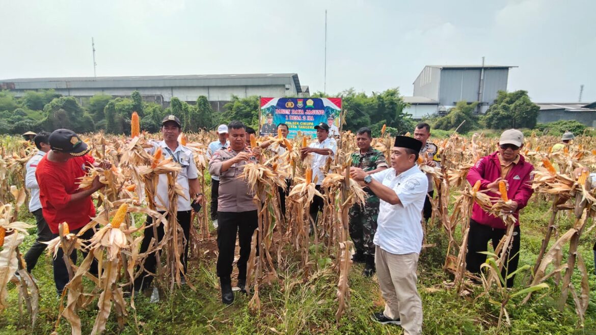 Polsek Cikupa Hadiri Panen Jagung Program 1 Desa 2 Hektar di Desa Talaga