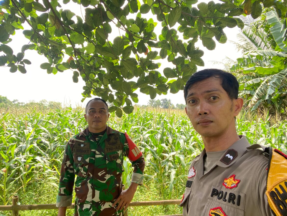 Bhabinkamtibmas Polsek Panongan Cek Lahan Jagung Hibrida Program Ketahanan Pangan di Mekar Jaya