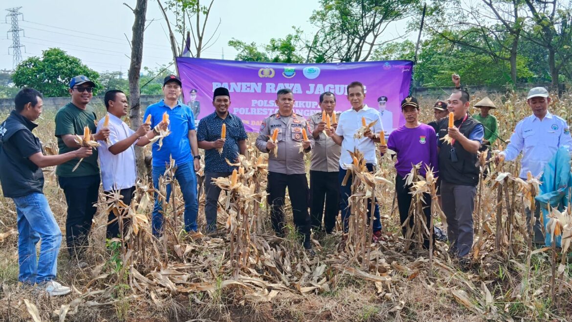 Kapolsek Cikupa Hadiri Panen Jagung Kuartal II Program Ketahanan Pangan di Desa Sukadamai