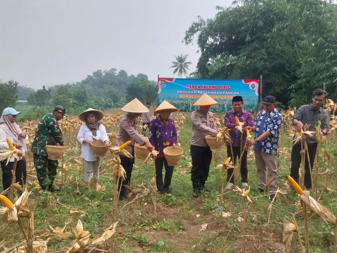 Polsek Tigaraksa Melaksanakan Kegiatan Panen Jagung Hibrida dan Penimbangan Hasil Panen
