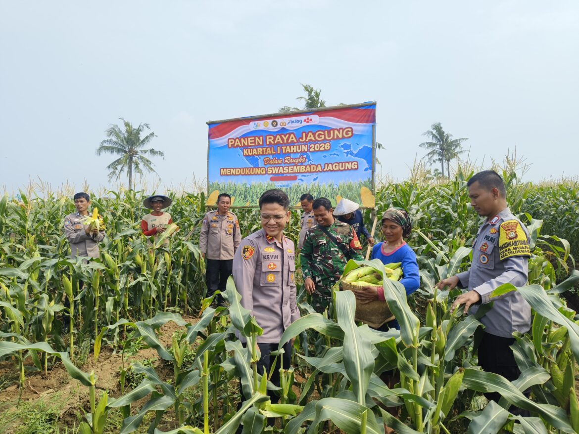Panen Jagung di Teluknaga, Polsek Dukung Program Ketahanan Pangan Nasional