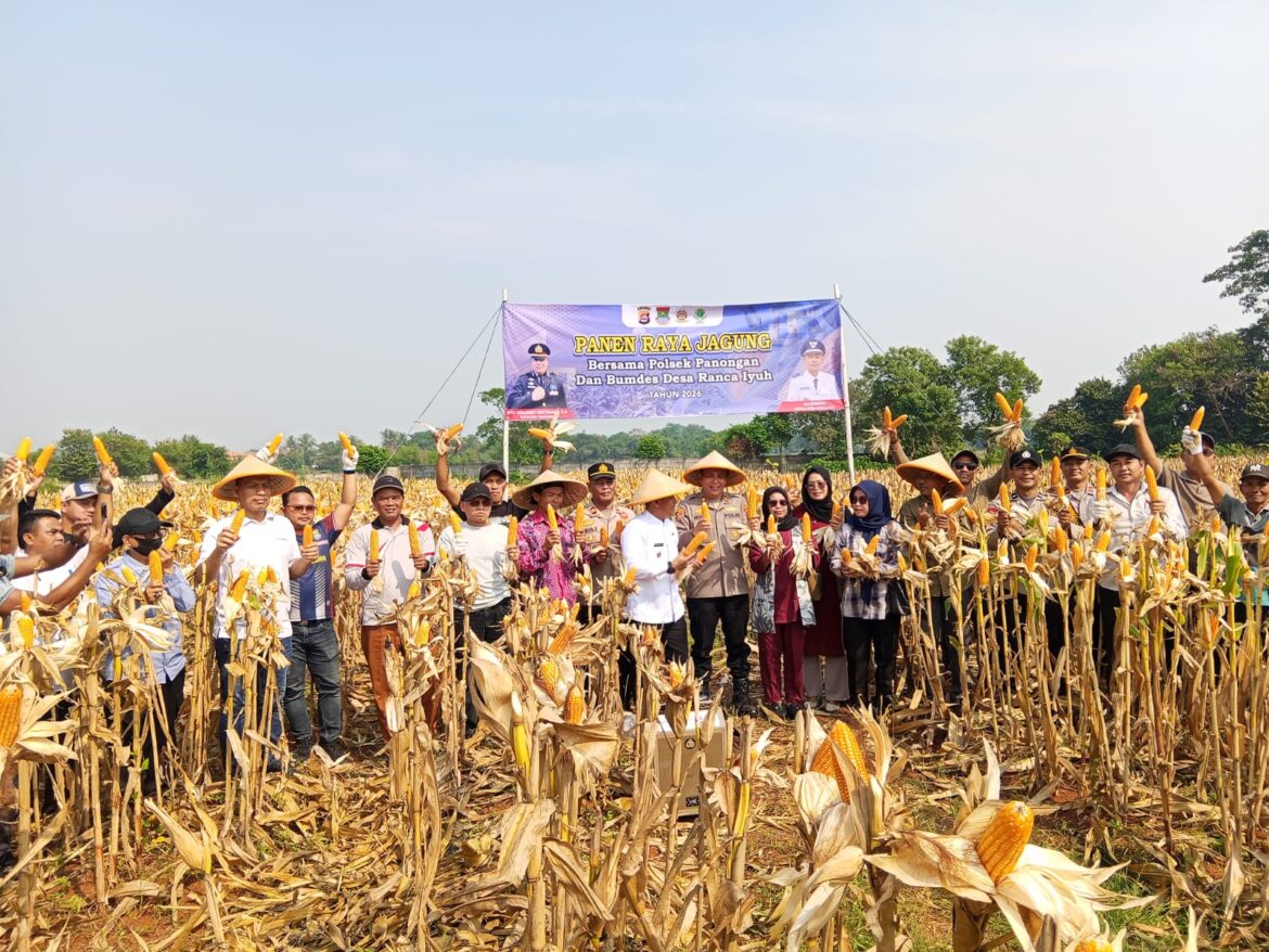Polsek Panongan Kawal Pascapanen Jagung Program Presiden di Desa Ranca Iyuh, Hasil Panen Siap Disalurkan ke BULOG