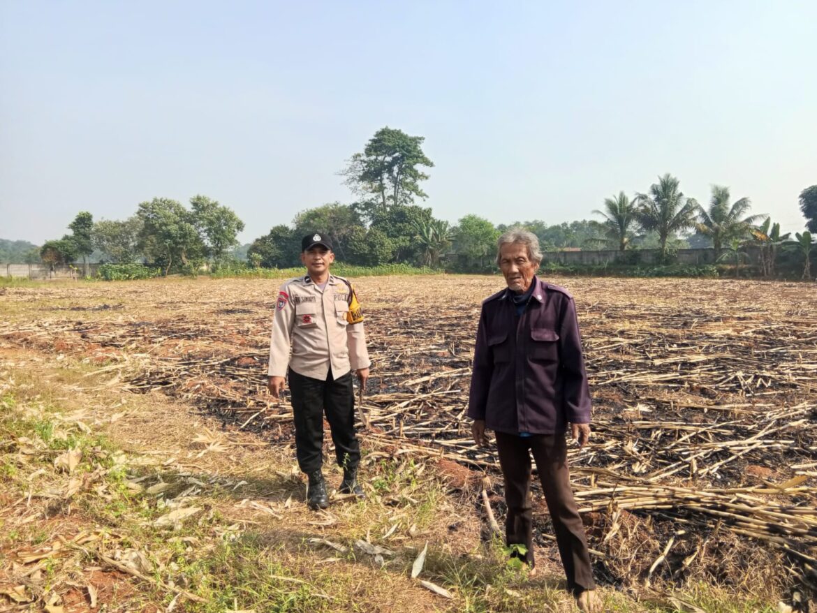 Sukseskan Program Ketahanan Pangan Presiden, Polsek Panongan Gelar Panen Jagung di Desa Ranca Iyuh