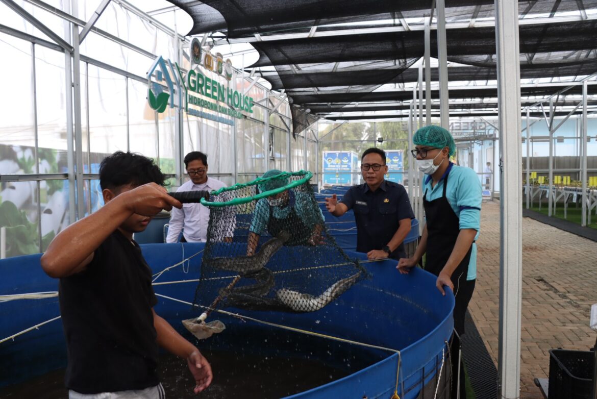 516 Ekor Lele Dipanen di SPPG Palmerah, Siap Diolah untuk Program Makan Bergizi Gratis