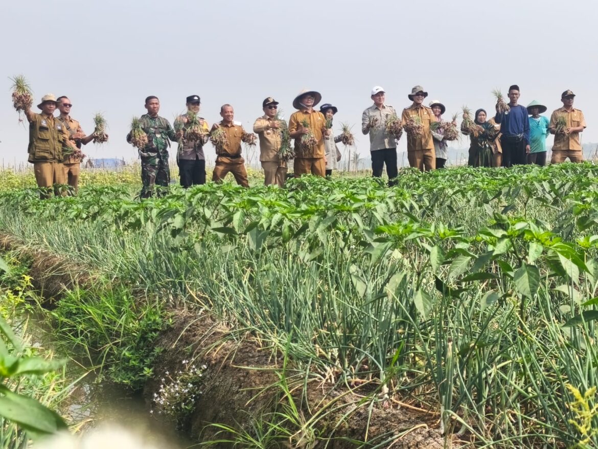 Polres Serang Dorong Ketahanan Pangan melalui Panen Raya Bawang di Desa Pegandikan
