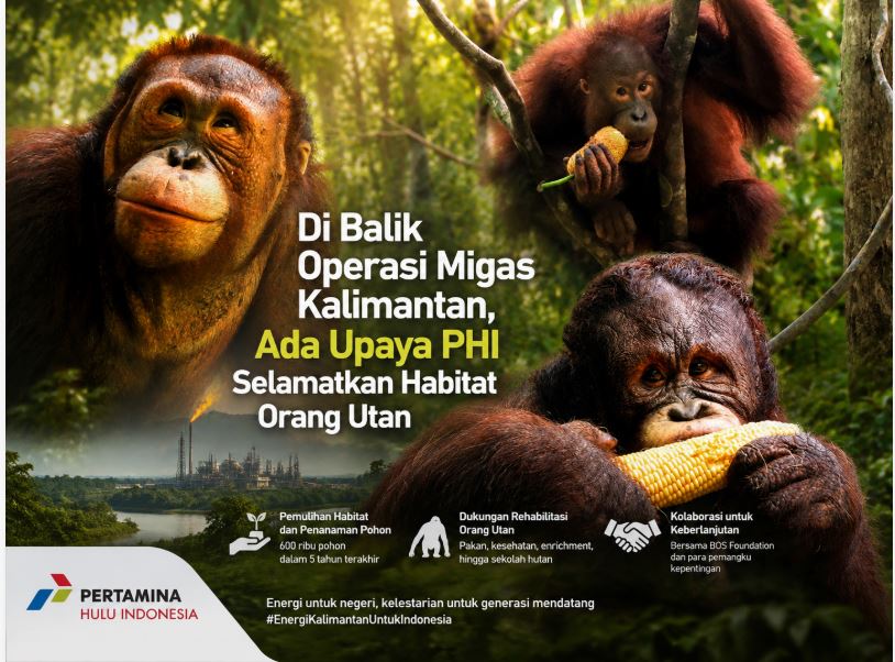 Di Balik Operasi Migas Kalimantan, Ada Upaya PHI Selamatkan Habitat Orang Utan