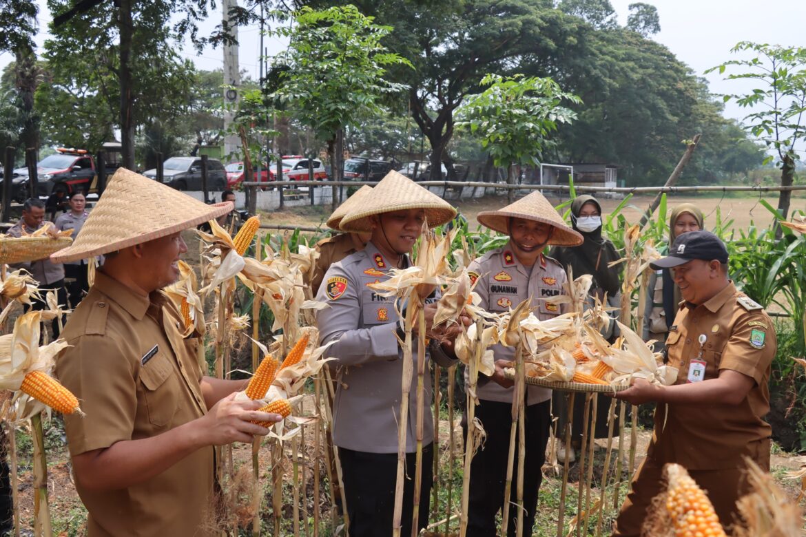 Polres Metro Tangerang Kota Panen Jagung di Batuceper, Dukung Swasembada Pangan